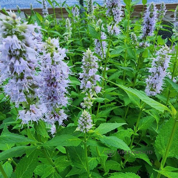 Agastache Blue Fortune - Image 2