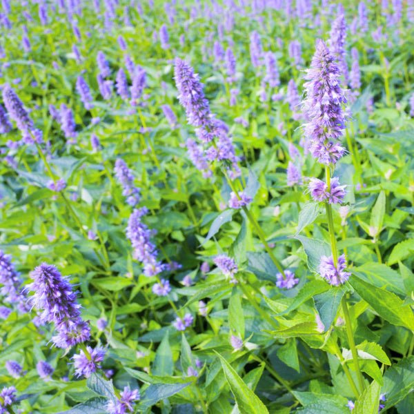 Agastache Blue Fortune - Image 3