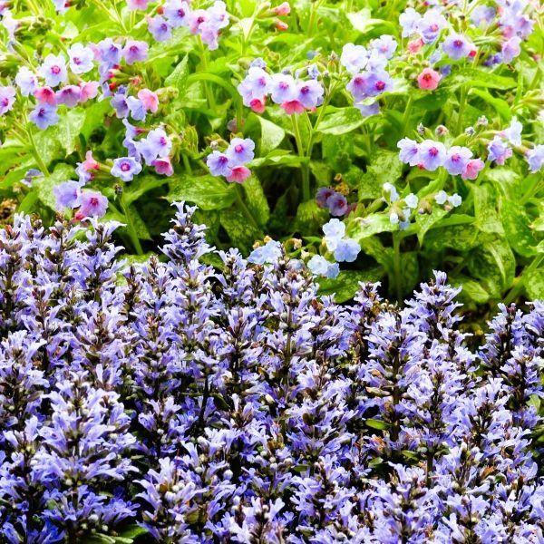 Ajuga Blueberry Muffin - Image 3