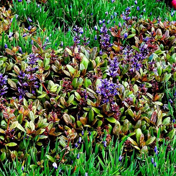 Ajuga Blueberry Muffin - Image 4