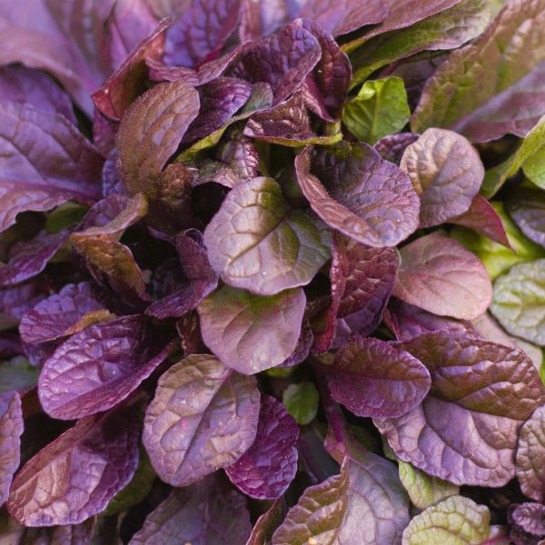 Ajuga Burgundy Glow