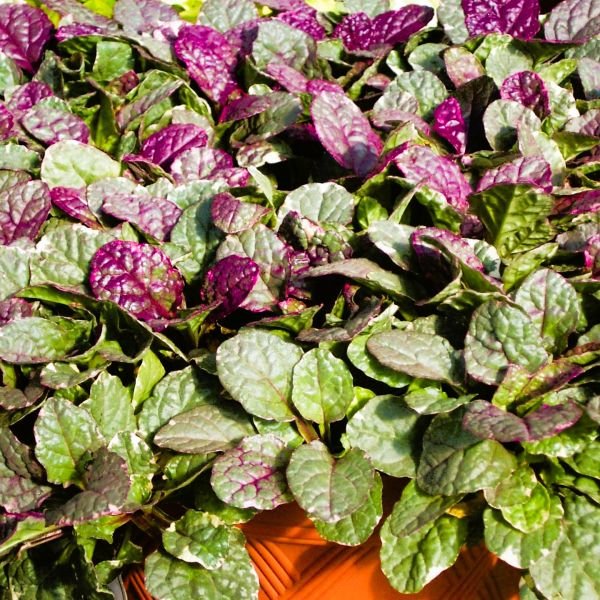 Ajuga Burgundy Glow - Image 2