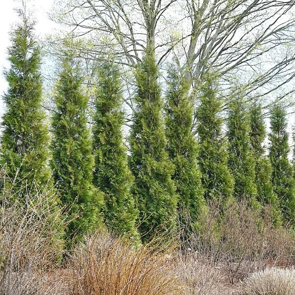 American Pillar Arborvitae - Image 3