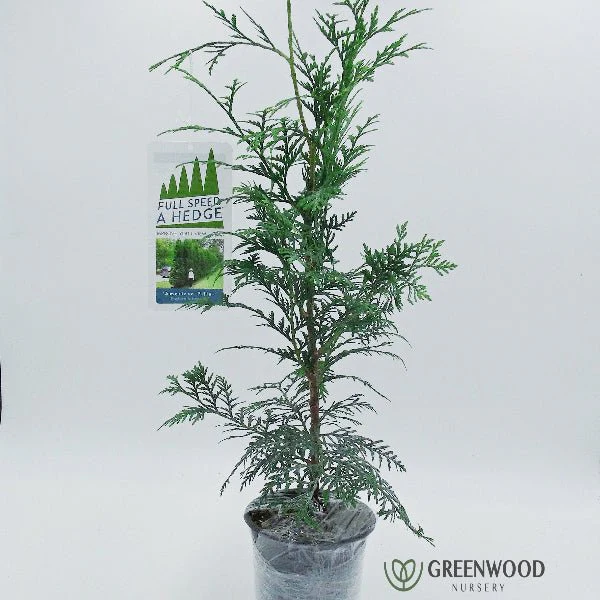 American Pillar Arborvitae - Image 4
