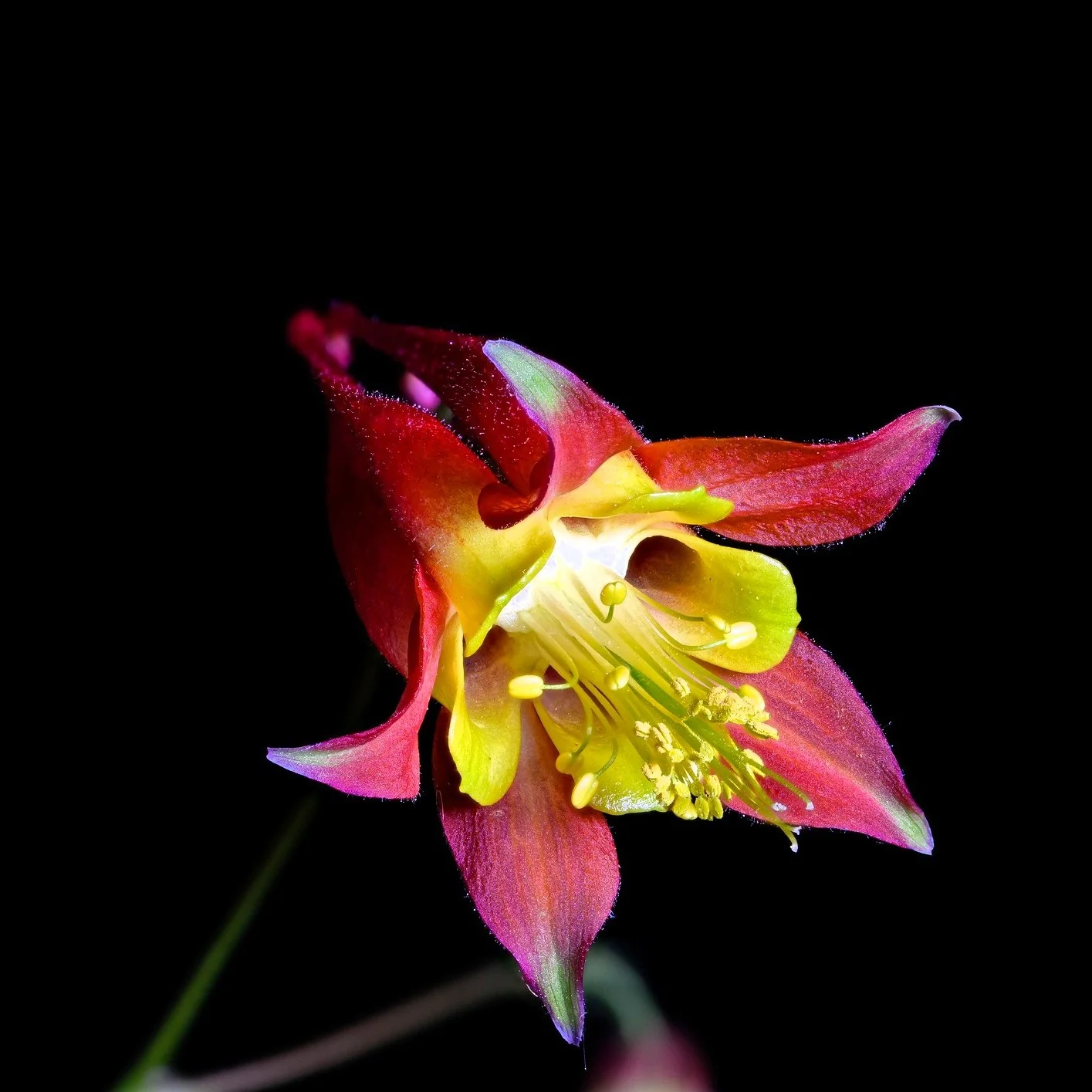 Aquilegia Wild Red Columbine - Pint Pot - 1 Plant - Image 3
