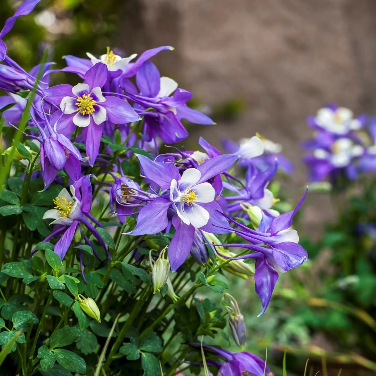 Aquilegia 'Kirigami' Deep Blue & White Columbine - Image 3