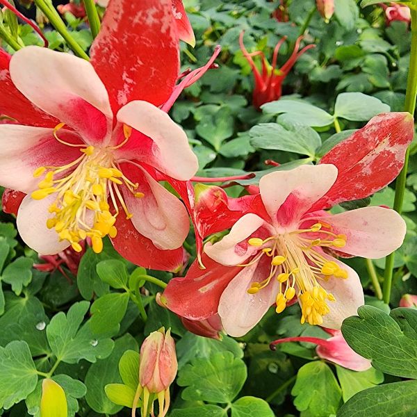 Aquilegia 'Kirigami' Red & White Columbine