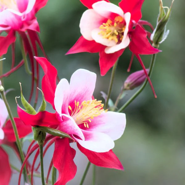 Aquilegia 'Kirigami' Red & White Columbine - Image 2