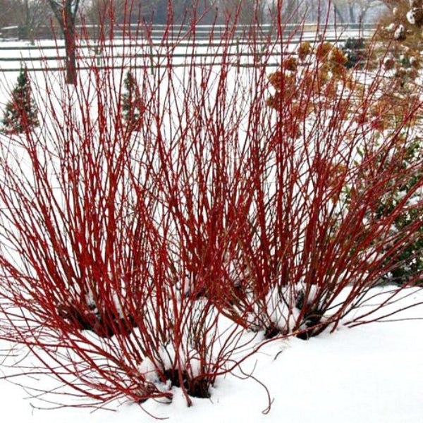 Arctic Fire Red Dogwood Shrubs - Image 3