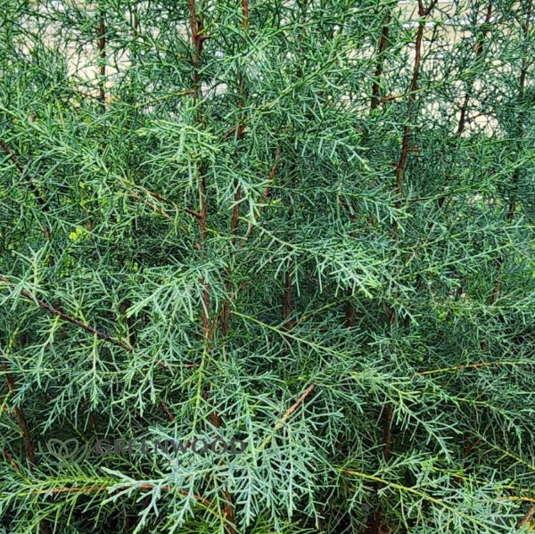 Arizona Cypress Carolina Sapphire Tree - Image 3