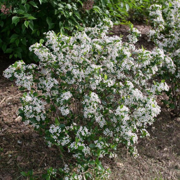 Aronia Chokeberry Lowscape Snowfire - Image 3