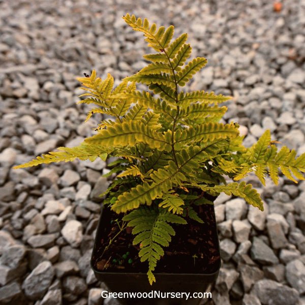Autumn Brilliance Ferns - Image 3