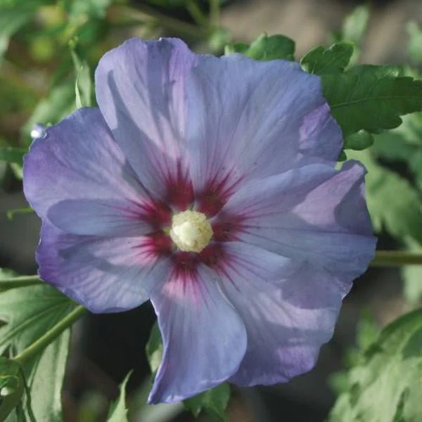 Azurri Blue Satin Rose of Sharon - Image 3