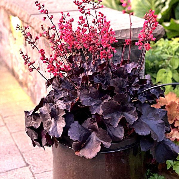 Black Forest Cake Heuchera - Image 3