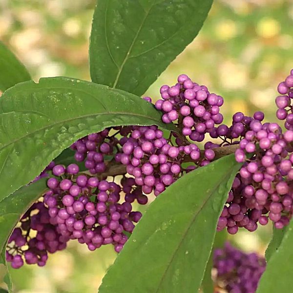 Callicarpa Bubble Up™