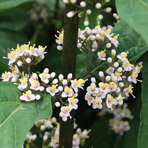Callicarpa Bubble Up™ - Image 2