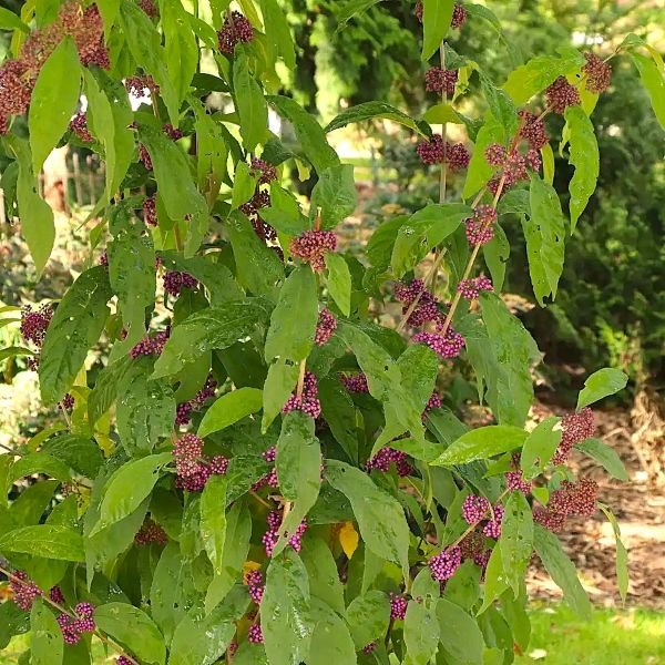Callicarpa Bubble Up™ - Image 3