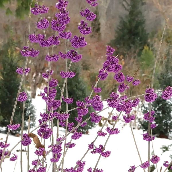 Callicarpa Bubble Up™ - Image 4