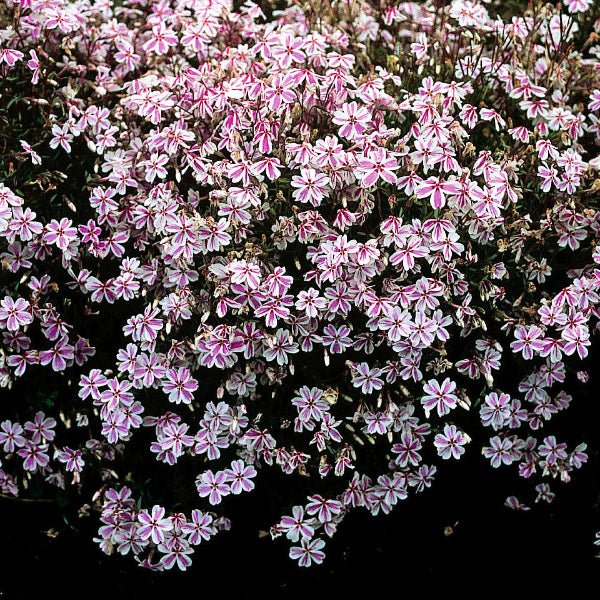 Candy Stripe Creeping Phlox - Image 3