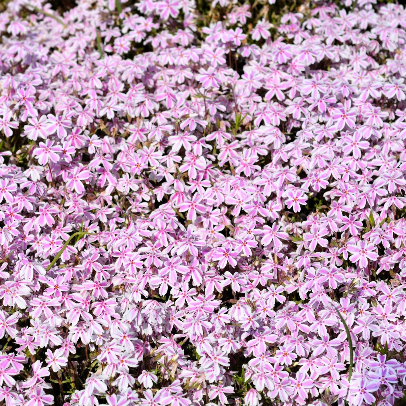 Candy Stripe Creeping Phlox - Image 4