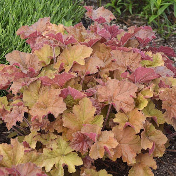 Caramel Heuchera