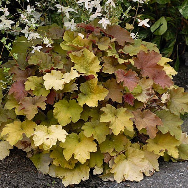 Caramel Heuchera - Image 2