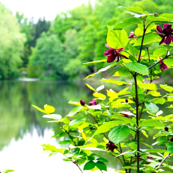 Carolina Allspice Shrubs - Image 3