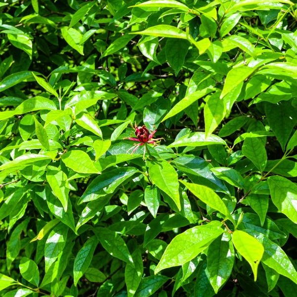 Carolina Allspice Shrubs - Image 4