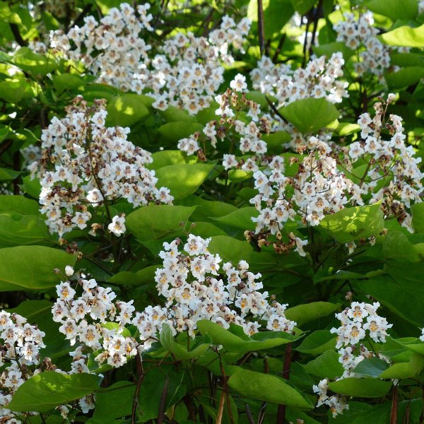 Catalpa Tree