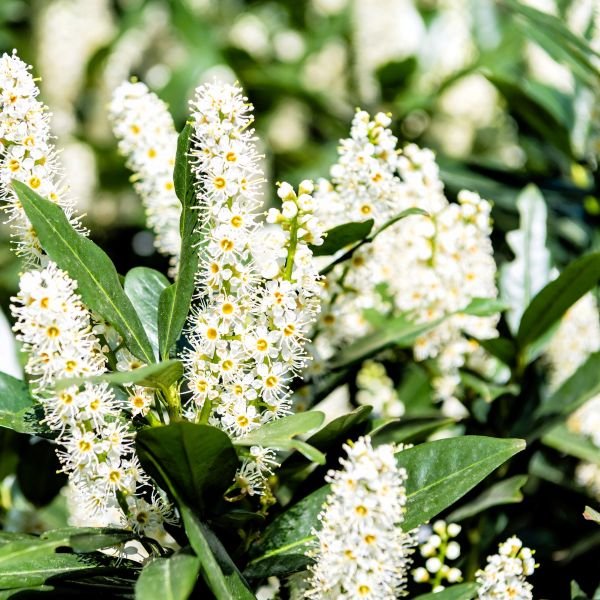 Cherry Laurel