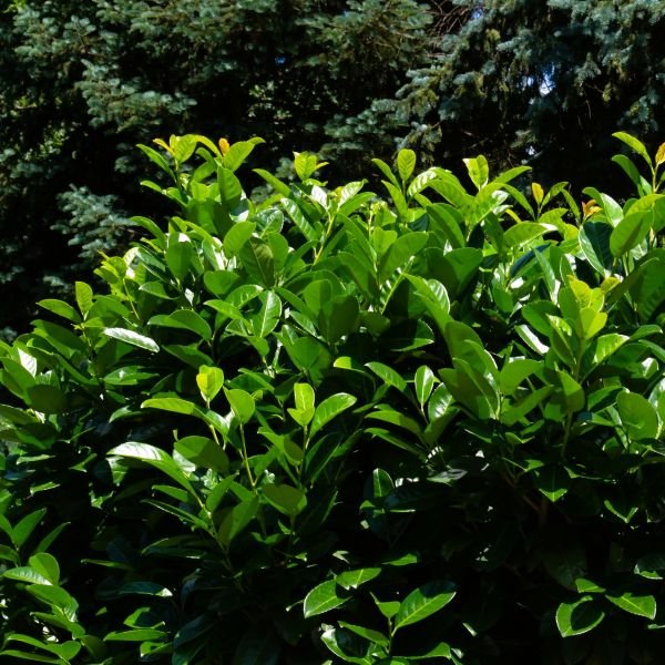 Cherry Laurel - Image 2