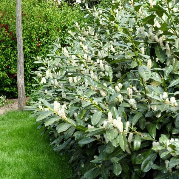 Cherry Laurel - Image 3