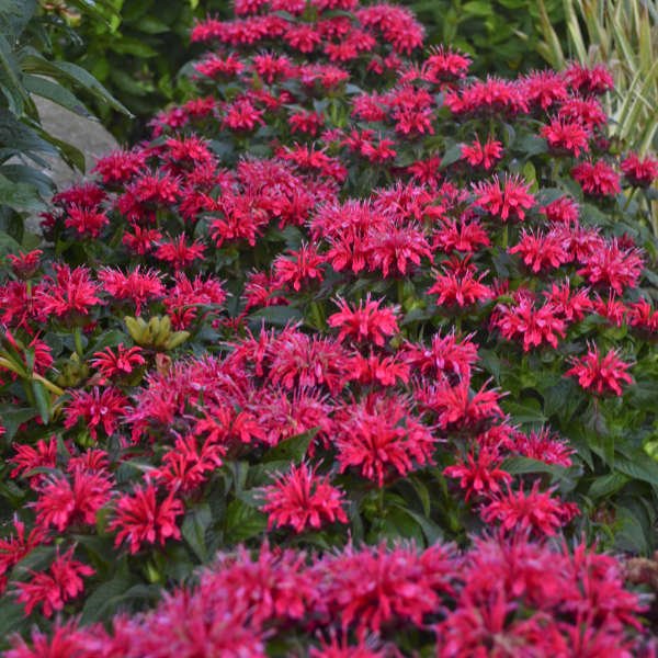 Cherry Pops Monarda - Image 3