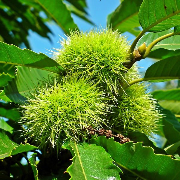 GSP Celestial Chestnut Trees (25 trees per order) - Image 3