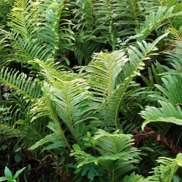 Cinnamon Ferns