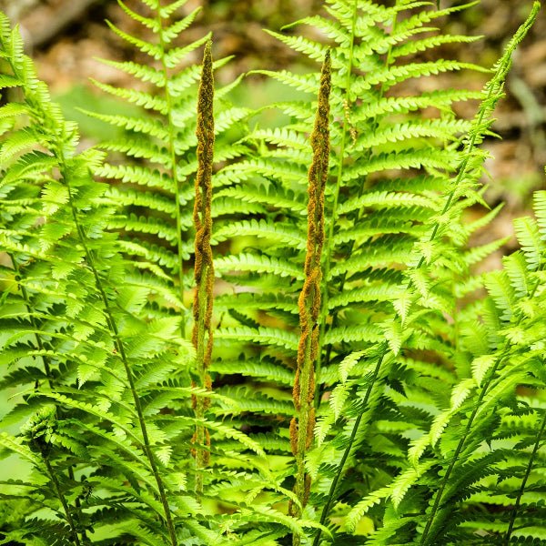Cinnamon Ferns - Image 2