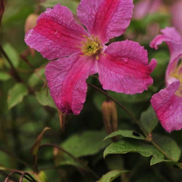 Pink Mink Clematis - Image 3