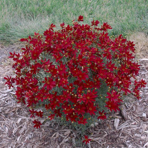 Coreopsis 'Hot Paprika'
