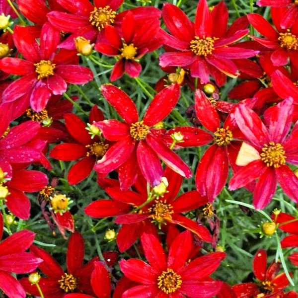 Coreopsis 'Hot Paprika' - Image 2