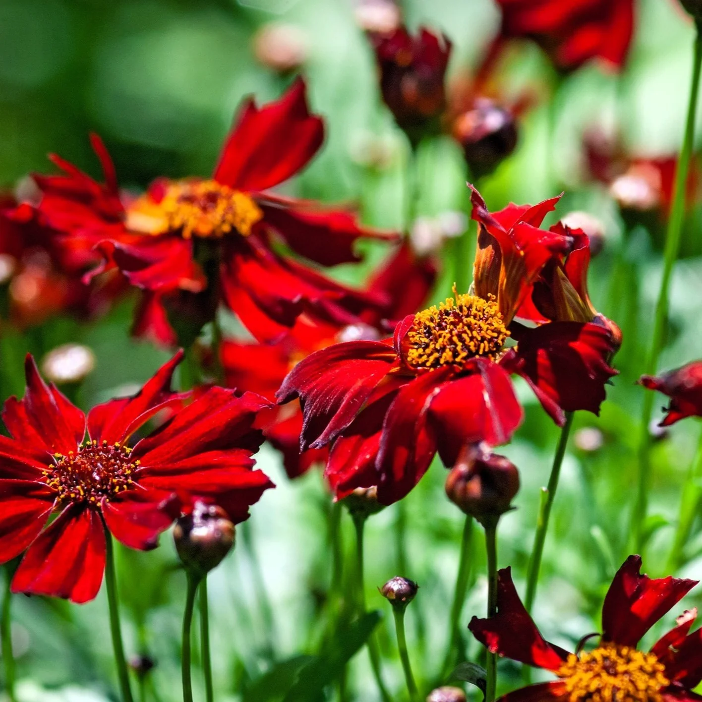 Coreopsis 'Hot Paprika' - Image 3