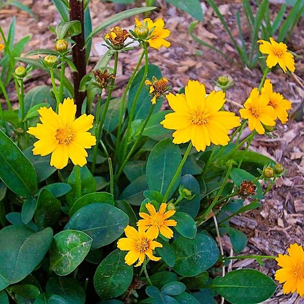 Coreopsis auriculata 'Nana' Mouse Ear - Image 3