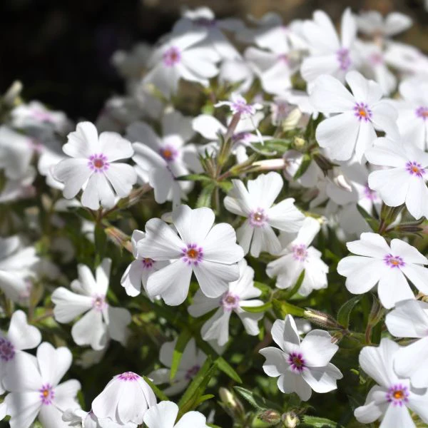 Amazing Grace Creeping Phlox - Image 3