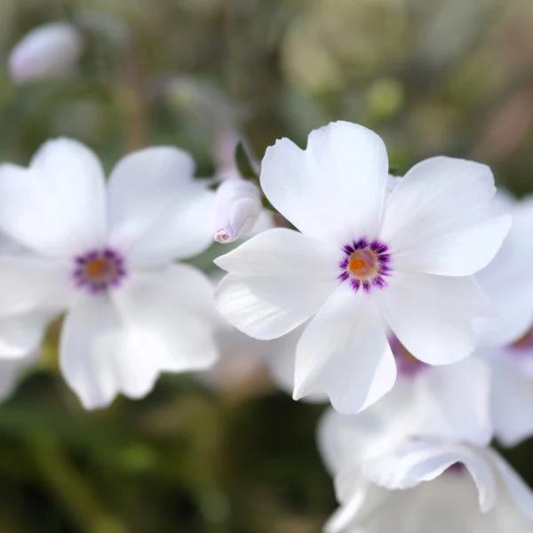 Amazing Grace Creeping Phlox - Image 4