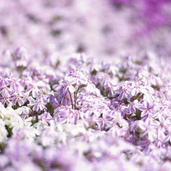 Purple Beauty Creeping Phlox - Image 3
