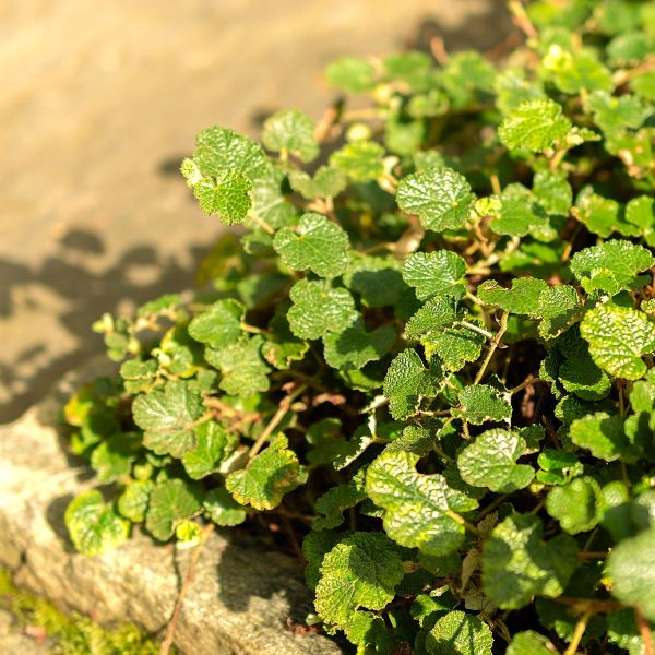Creeping Raspberry