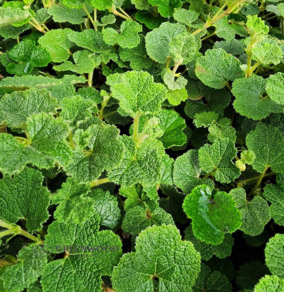 Creeping Raspberry - Image 2