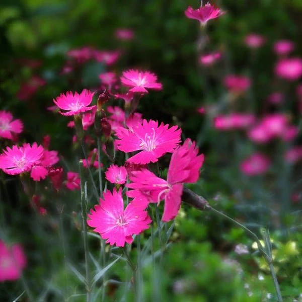 Dianthus Firewitch - Image 3