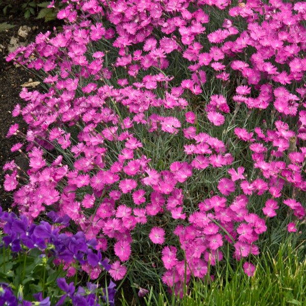Dianthus Firewitch - Image 4