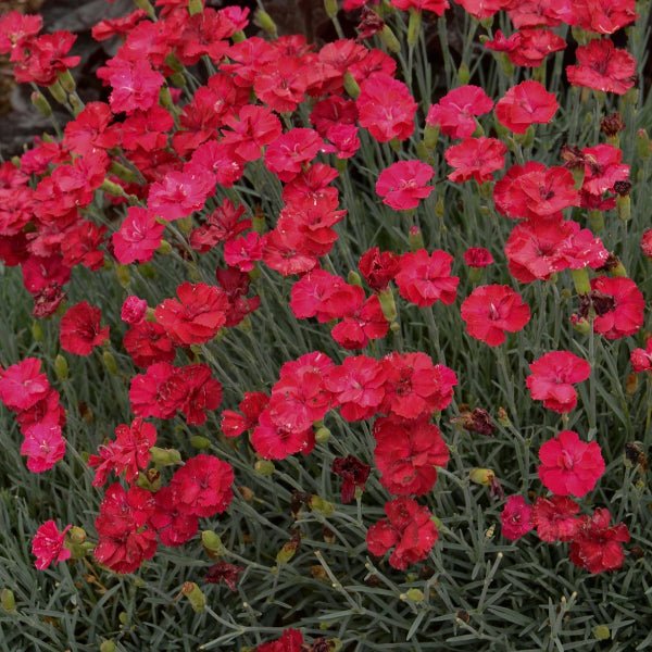 Dianthus Frosty Fire