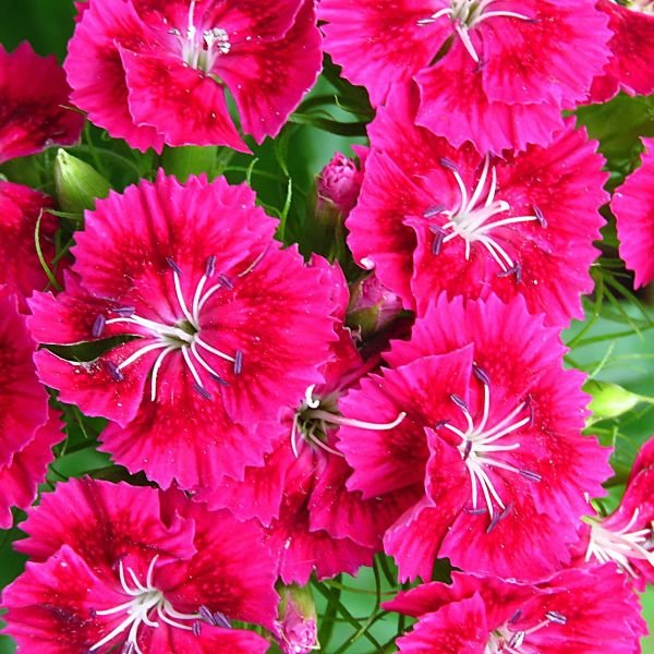 Dianthus Frosty Fire - Image 2